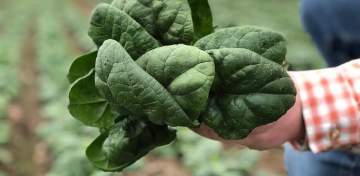 Farmer Dave's CSA